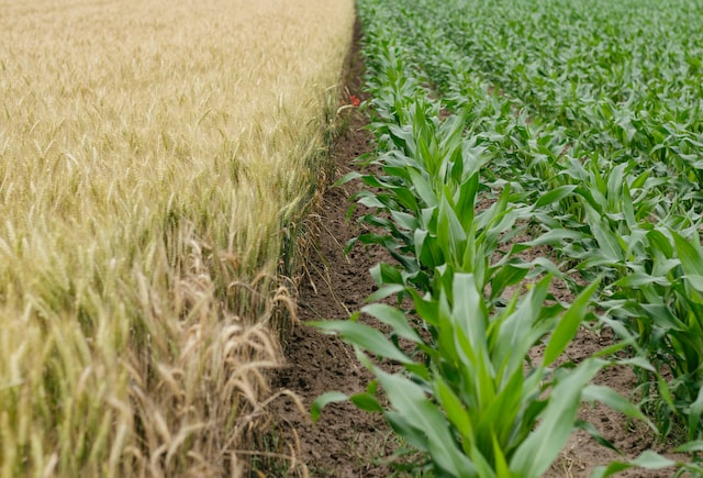 Potencialidades del sector agroindustrial en Venezuela