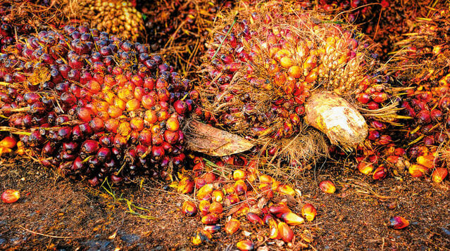 Fruto de palma aceitera africana