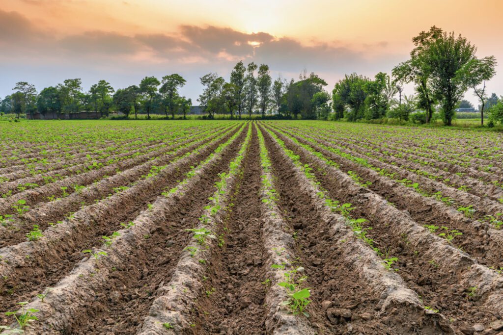 Aplicación del hidrogel agrícola en cultivos