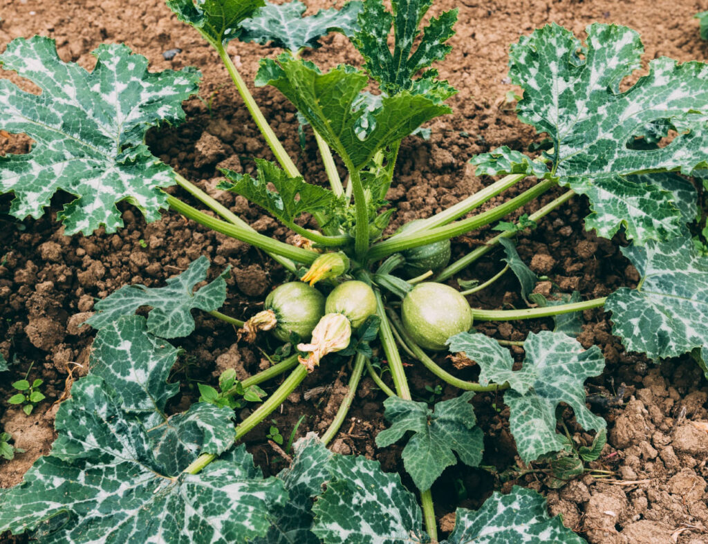 Dióxido de cloro en la agricultura