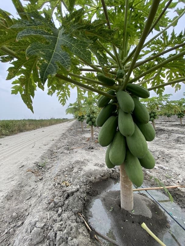 Aplicación del dióxido de cloro en la agricultura