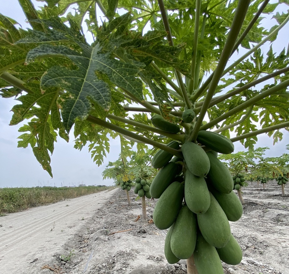 Cultivo de lechosa en Lara