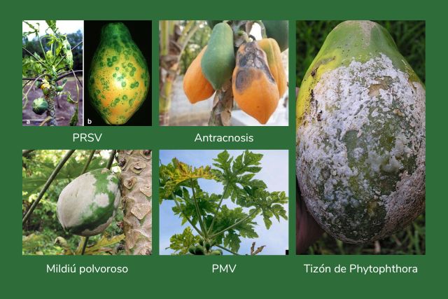 Enfermedades en cultivo de papaya