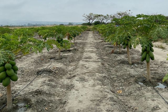 Cultivo de papaya