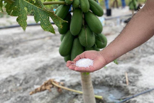 Hidrogel Agrícola en cultivo de lechosa