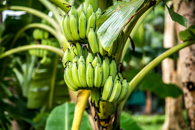 Cultivo de plátano en Venezuela