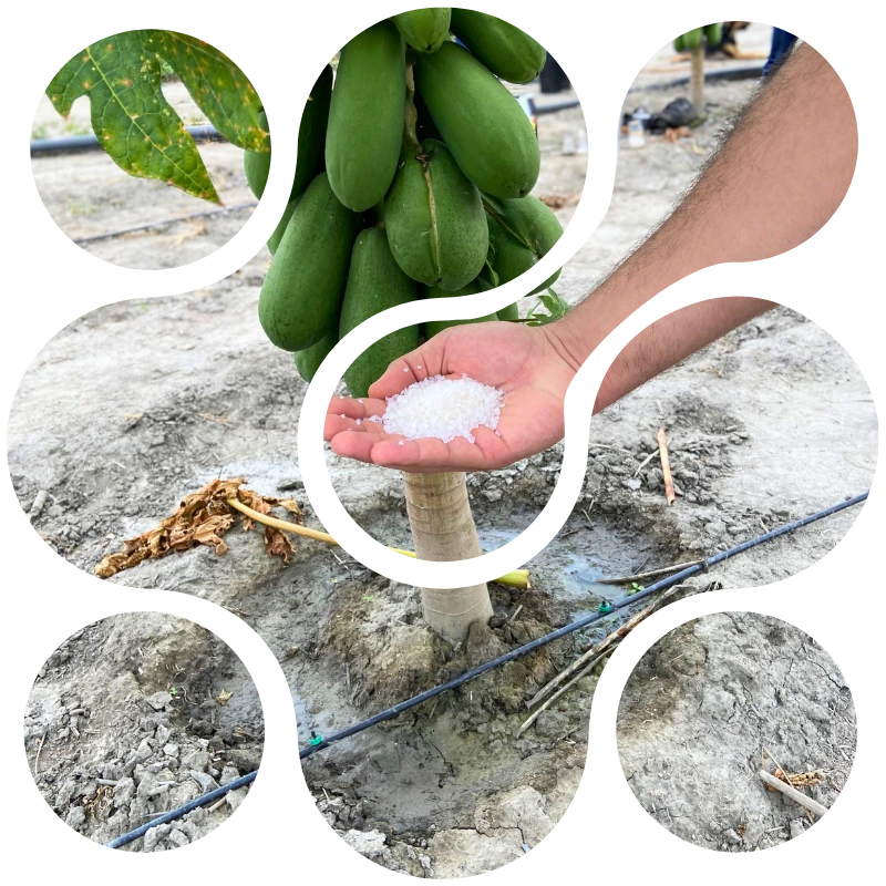 Hidrogel agrícola en cultivo de lechosa